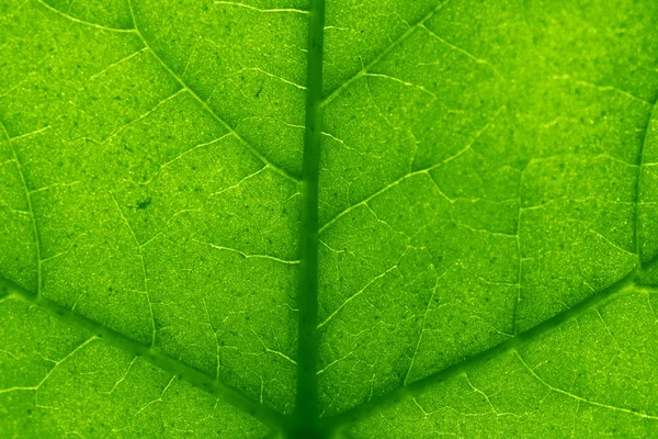 マクロの緑の葉の構造の背景 — ストック写真