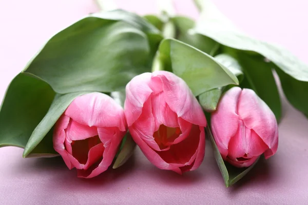 Pink Tulipaner Makro Nærbillede - Stock-foto