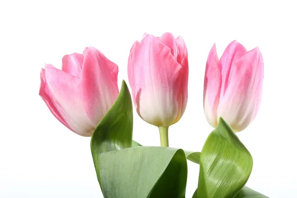 Macro Tulipani Rosa Vicino — Foto Stock