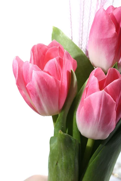 Macro Tulipani Rosa Vicino — Foto Stock