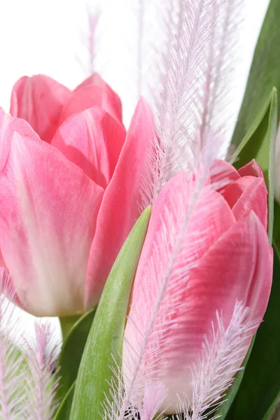 Pink Tulips Macro Close — Stock Photo, Image