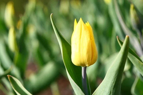 Тюльпан Природа Весна Барвистий Фон — стокове фото
