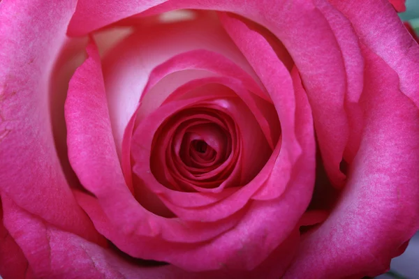 Рожева Троянда Крупним Планом Макро — стокове фото