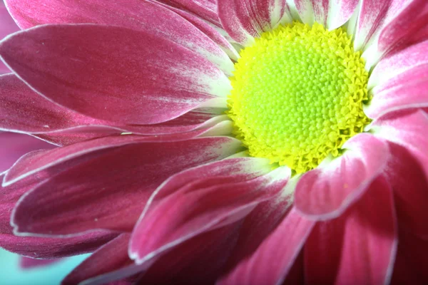 Красива Рожева Весняна Квітка Крупним Планом — стокове фото