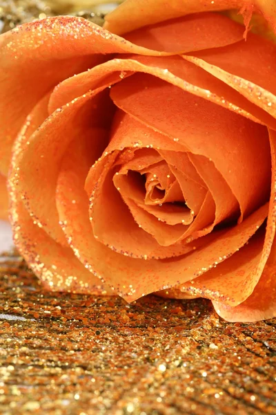 Rose orange — Photo