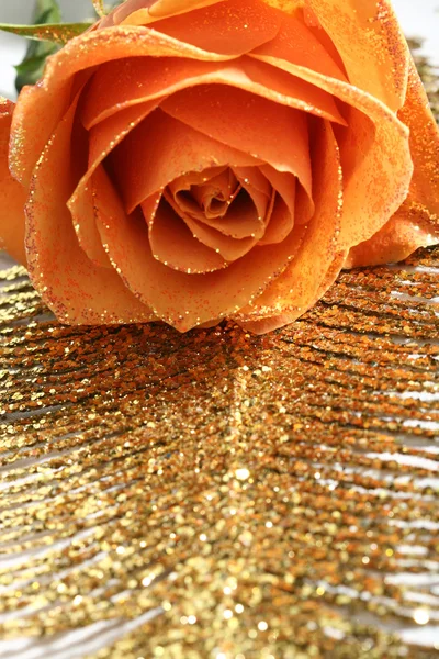 Laranja Rosa Close Macro — Fotografia de Stock