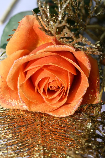 Narancs Rózsa Közelről Makró — Stock Fotó