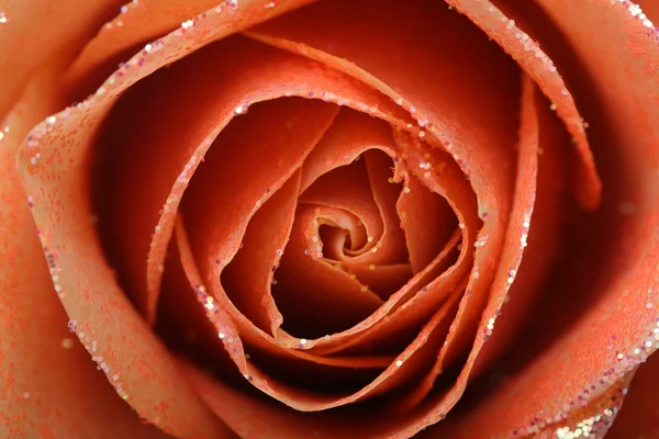 オレンジ色のバラをクローズ アップ マクロ — ストック写真