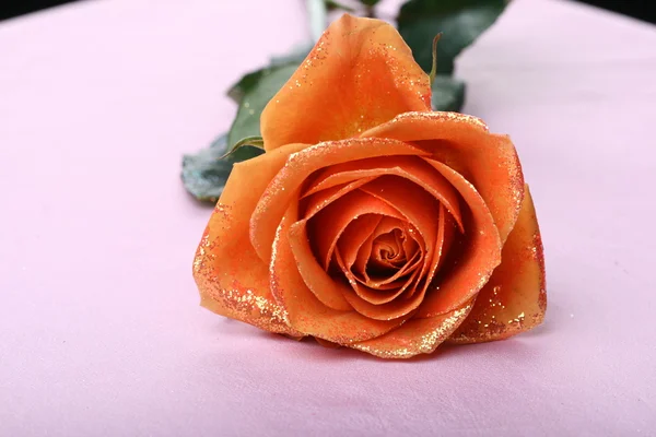 Narancssárga Rózsa주황색 로즈 — 스톡 사진