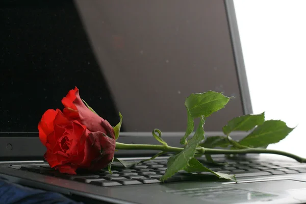 Laptop & rose — Stock Photo, Image