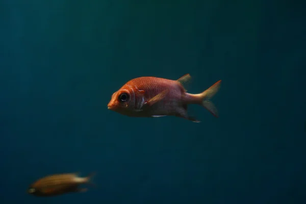 Fish in aquarium — Stock Photo, Image