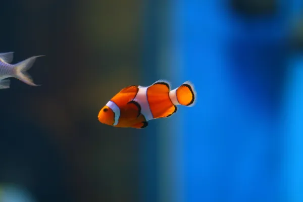 Fische Aquarium — Stockfoto