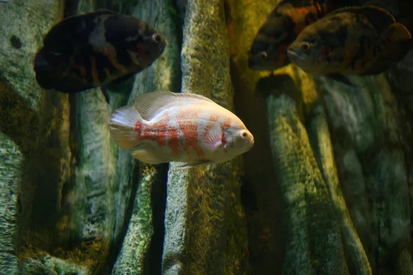 Akvaryum balıkları — Stok fotoğraf