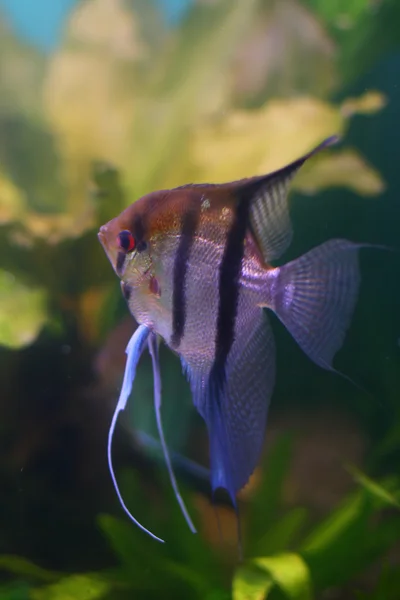 Рыбы Аквариуме — стоковое фото
