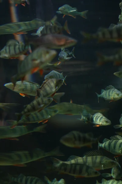 Рыбы в аквариуме — стоковое фото