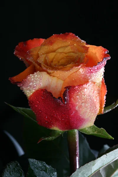 Nagyon Közel Narancssárga Rózsa — Stock Fotó