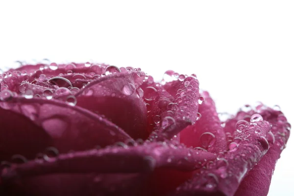 Рожева Троянда Макро Крупним Планом — стокове фото