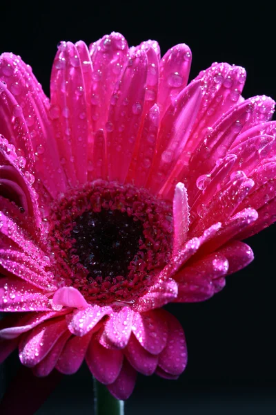 Macro de flori — Fotografie, imagine de stoc