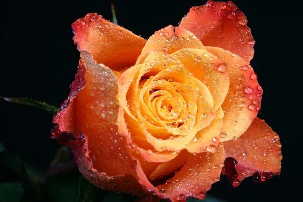 Orange Rose Mycket Nära — Stockfoto