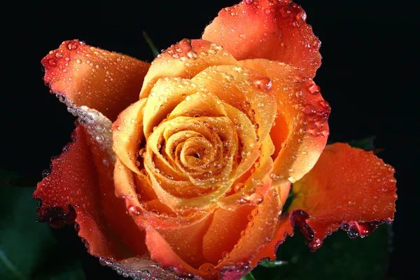 Orange rose — Stockfoto