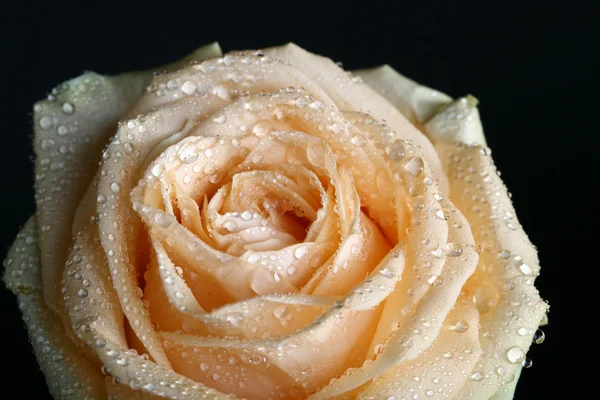 Рожева Троянда Макро Крупним Планом — стокове фото