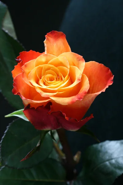 Апельсиновая Роза Близко — стоковое фото