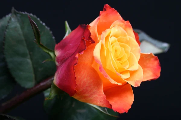 Помаранчеві Троянди Дуже Близько — стокове фото