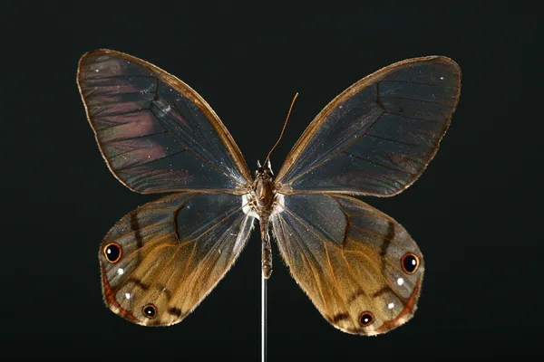 Buttefly — Φωτογραφία Αρχείου