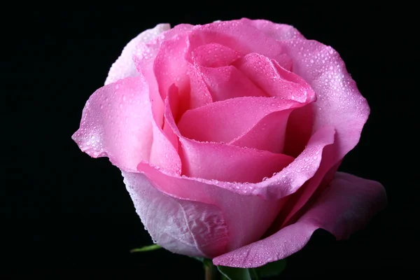 ピンクのバラ マクロをクローズ アップ — ストック写真