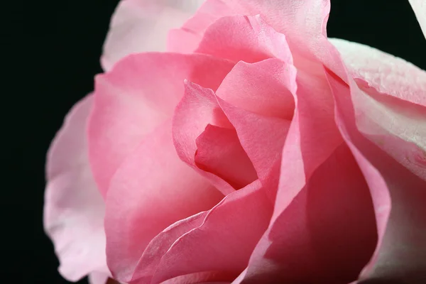 Ροζ Τριαντάφυλλο Μακροεντολή Από Κοντά — Φωτογραφία Αρχείου