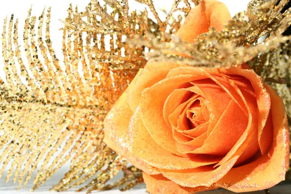 Orange rose Royaltyfria Stockbilder