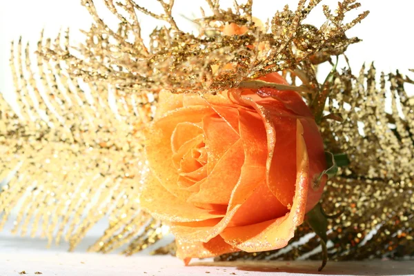 Oranje rose Stockafbeelding