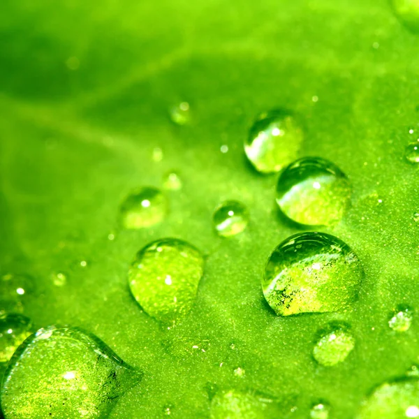 天然水滴上绿色叶宏 — 图库照片