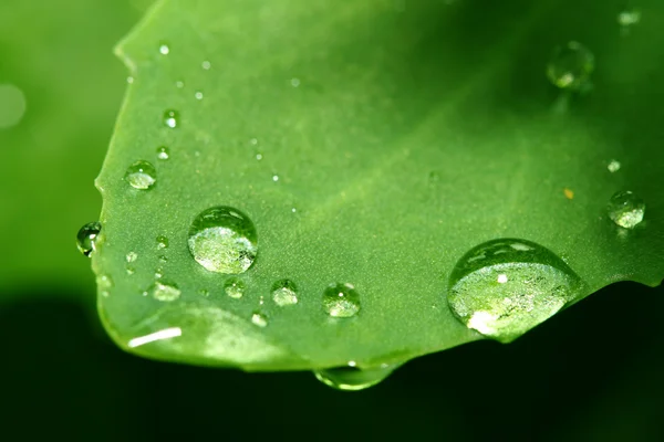 Natural waterdrop — Stock Photo, Image