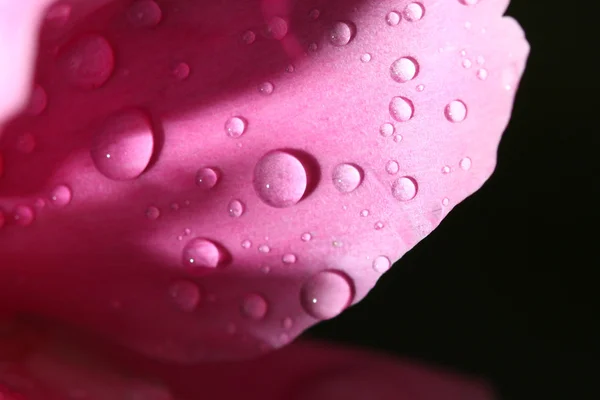 Φυσικό Waterdrop Στο Ροζ Φύλλο Μακροεντολών — Φωτογραφία Αρχείου