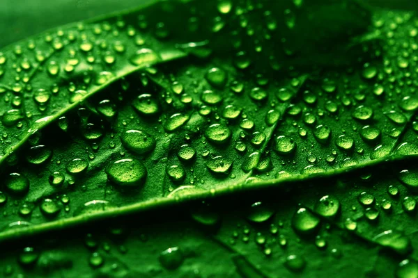 Vattendroppar Gröna Växten Löv Makro — Stockfoto