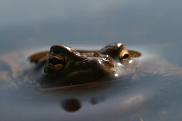 Коричневая жаба — стоковое фото