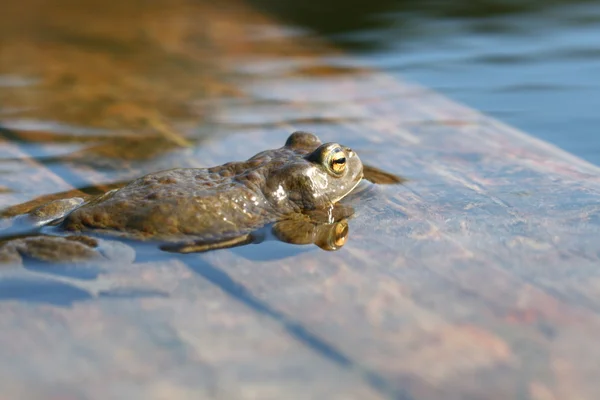 Brown Funny Toad Water — Stock Photo, Image