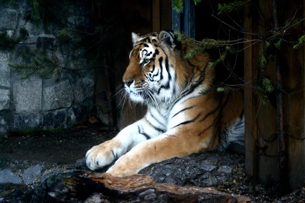 Silná tygr — Stock fotografie