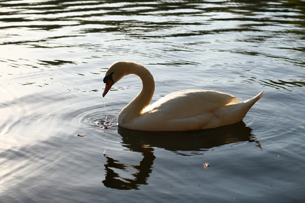 Beautiful White Swan Water — Stock Photo, Image