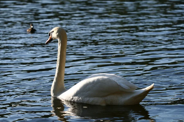 Swan i vatten — Stockfoto