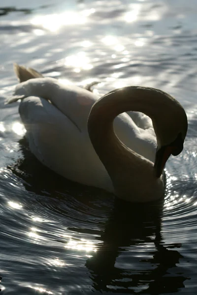 Swan in water — Stock Photo, Image