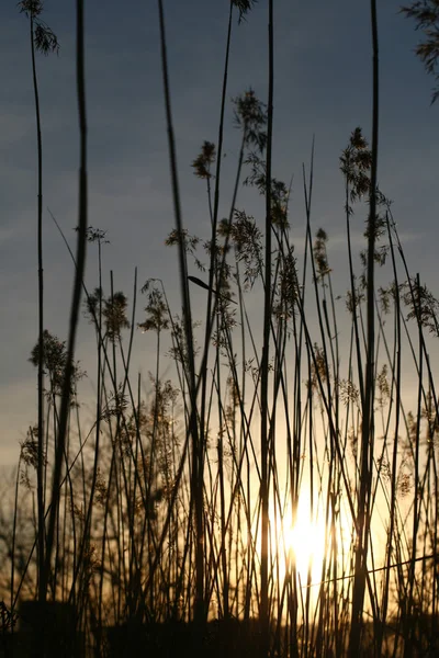 Prachtige Zonsondergang Met Gras Achtergrond — Stockfoto