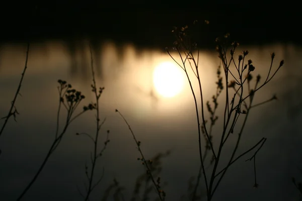 Schöner Sonnenuntergang Mit Grashintergrund — Stockfoto
