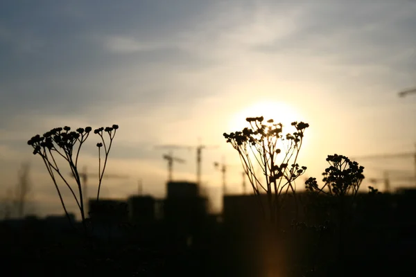 stock image beautiful sunset with grass background