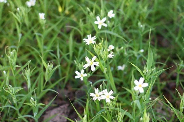 白い春花植物の背景 — ストック写真