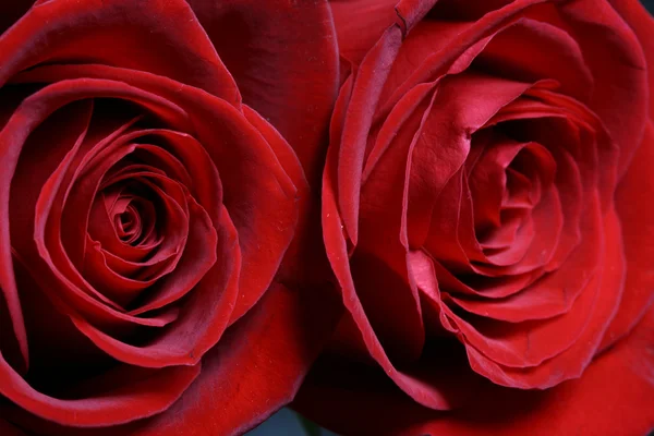 Дві Червоні Троянди Крупним Планом Макро — стокове фото