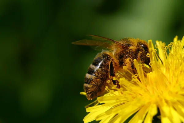 Méhek a pitypang — Stock Fotó