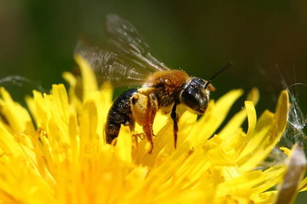 タンポポの蜂 — ストック写真