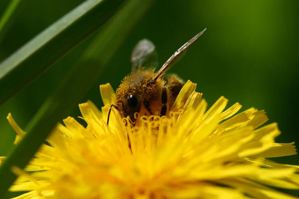 Makro Bee Gul Maskros Blomma — Stockfoto